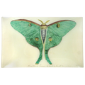 Eyed Green Butterfly - 10x16