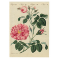 Rose III Cards - Pack of 6