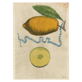 Pomvm Paradisi Cards - Pack of 6