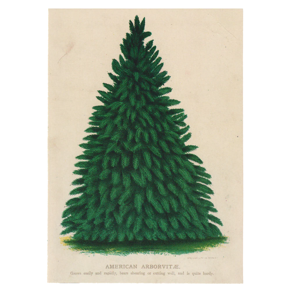 American Arborvitae Cards - Pack of 6