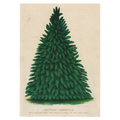 American Arborvitae Cards - Pack of 6