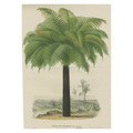 Palm Cards - Pack of 6