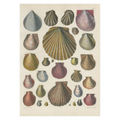 Shells Cards - Pack of 6