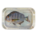 John Derian Sheepshead Dotted Edge Large Paperweight