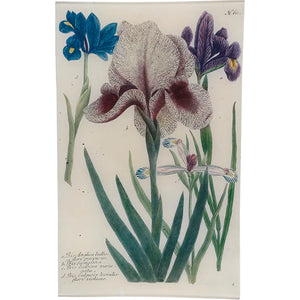 John Derian 10"x16" Ractangle Tray- No.611 Mourning Iris
