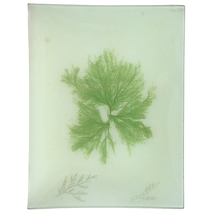 John Derian 10"x13" Rectangle Tray- No.27 Seaweed (CXCIV)