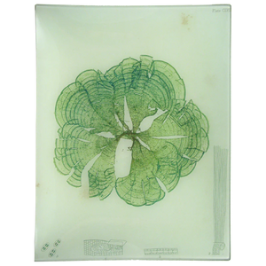 John Derian 10"x13" Rectangle Tray No.20 Seaweed (CLVI)